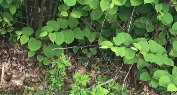 Japanese knotweed removal